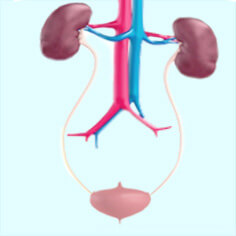 Urology