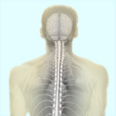 Neurology / Spine
